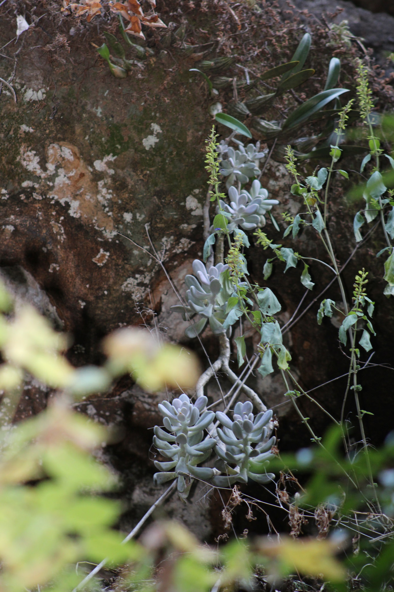Graptopetalum amethystinum